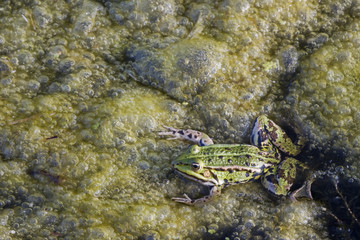 Algae with Green Frog