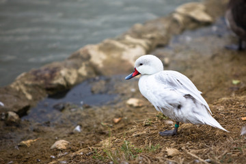 white pintail duck