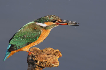 Fototapeta premium The Common Kingfisher (Alcedo atthis) at Maagan Michael Lake