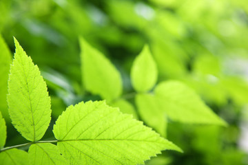Fototapeta na wymiar green leaves in deep forest