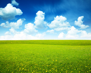 field of spring flowers and perfect sky