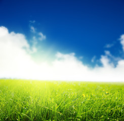 Obraz na płótnie Canvas green field of grass