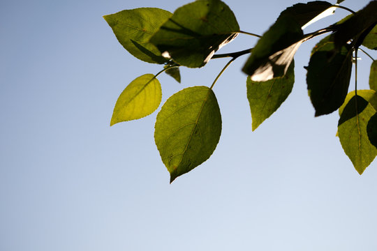 leaves of poplar and sunset
