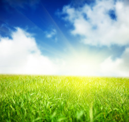 Obraz na płótnie Canvas spring green field of grass