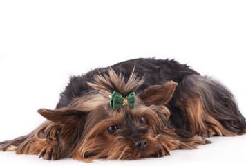 Yorkshire Terrier Lying Down on Front and Looking Up