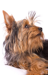 Yorkshire Terrier isolated on a white background