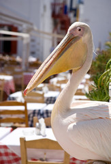 Pelican