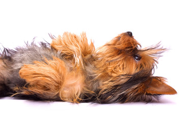 Yorkshire Terrier isolated on a white background