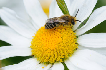 Small bee on a daisy blossom