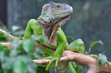 Leguan II