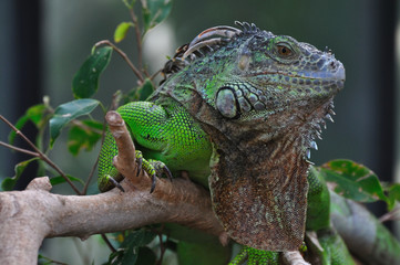 Leguan