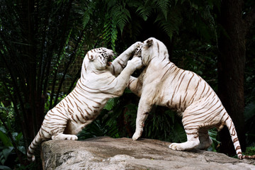 Two White Tigers in a Fight