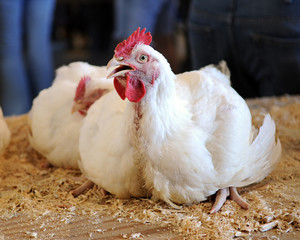 Squawking Show Chicken