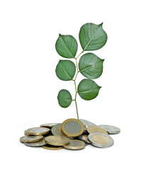 Tree growing from pile of coins