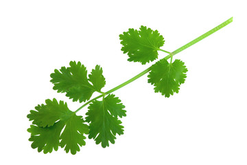 cilantro, coriander