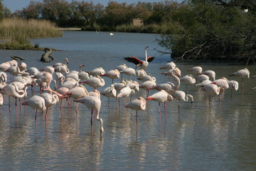 fenicotteri
