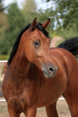 cheval arabe