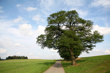 Solitary tree on a hill with a way in a cloudy day