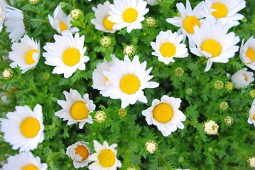 Japanese white flowers during spring