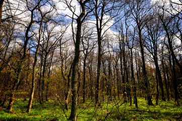 Obraz premium Spring Forest