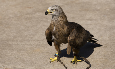 Águila.
