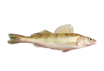 Zander or pikeperch isolated on white background