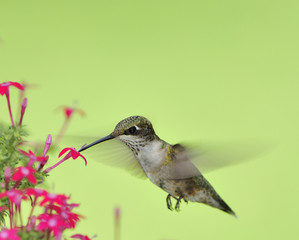 Ruby Throated Hummingbird (Immature male)