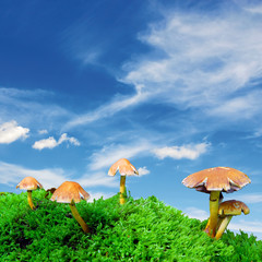 magic mushroom blue sky