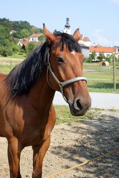 cavallo baio