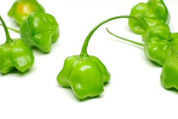 pimenta chapeu de padre 2