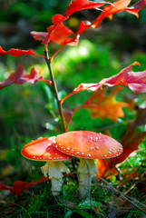 red toadstool with oak leaves - 17043023