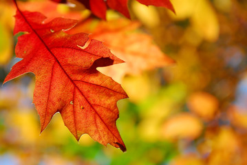 autumn oak leaves