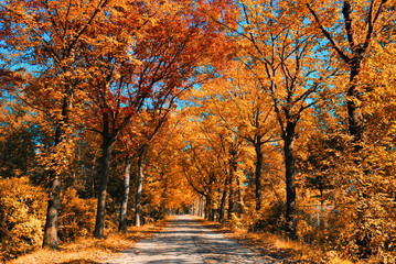Fototapeta premium autumn forest
