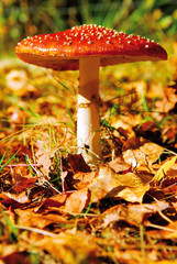 red toadstool 3