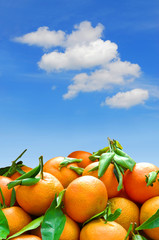 Fototapeta na wymiar tangerines blue sky