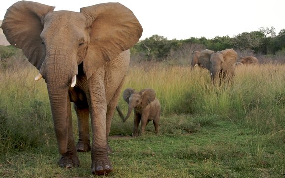 Fototapeta African Elephant 02