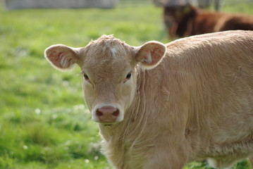 Kalb