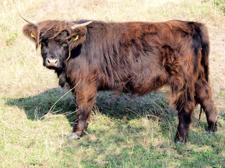Fototapeta premium schottisches Hochlandrind
