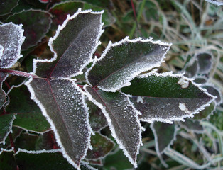 Frost 1.