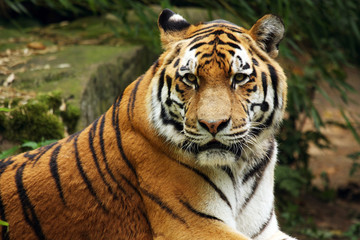Siberian Tiger,  Amur Tiger, Panthera tigris altaica