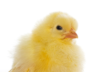 cute baby chicks