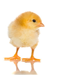 cute baby chicks