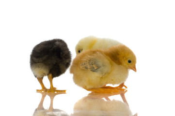 cute baby chicks