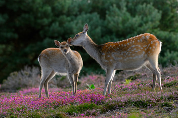 I told you to wash behaind your ears !