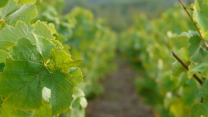 feuille de vigne