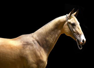 Akhal-teke horse iisolated on the black background