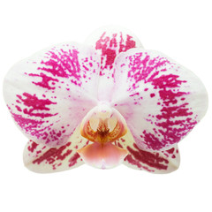 Orchid flower close-up