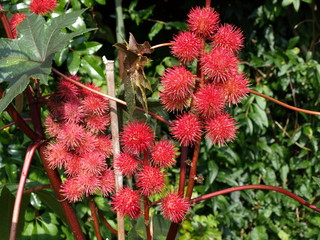 Blühender Wunderbaum
