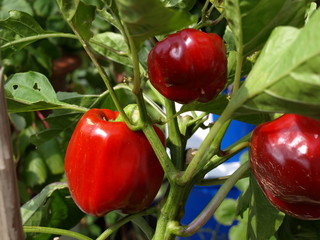 Rote Paprika am Strauch