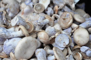 Agaricus bisporus Wood Mushroom